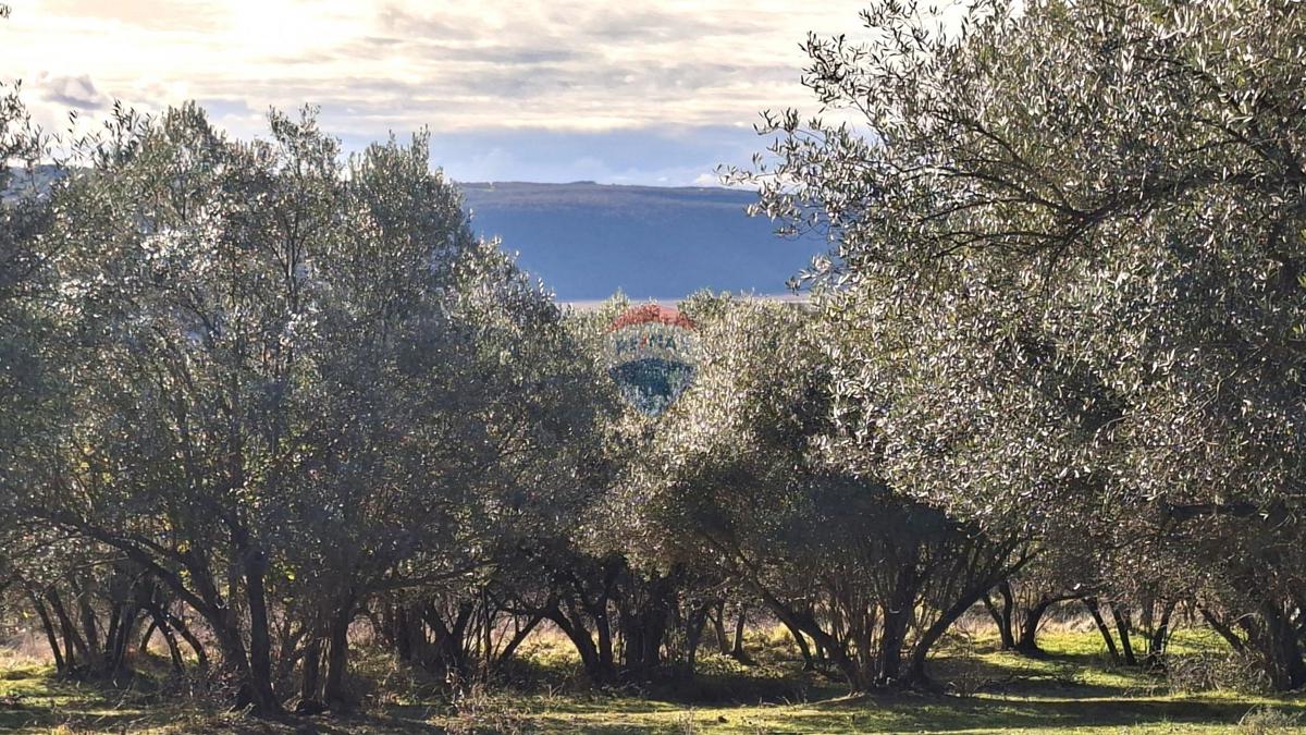 Stavbno zemljišče Krasica, Buje, 2.133m2