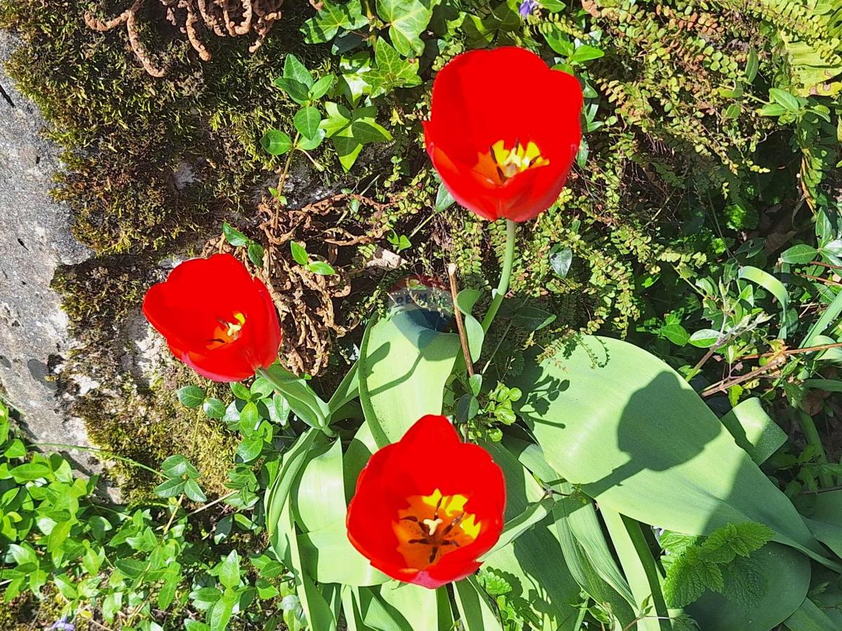 Hiša Rukavac, Matulji, 188m2