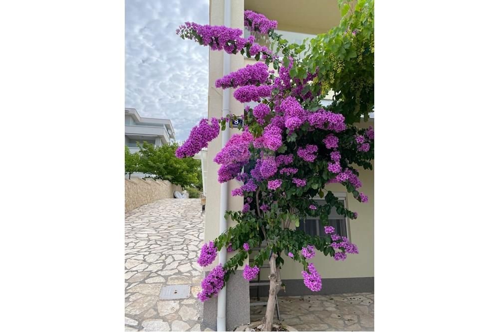 Hiša Stara Novalja, Novalja, 254m2