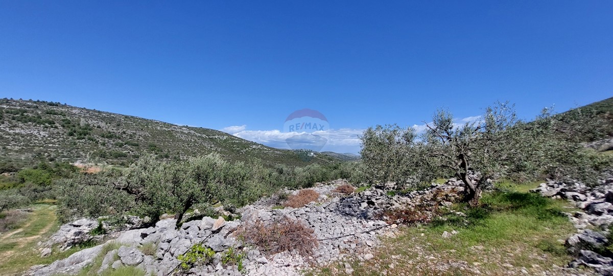 Uređeni Maslinik 17345 m2, Rogoznica