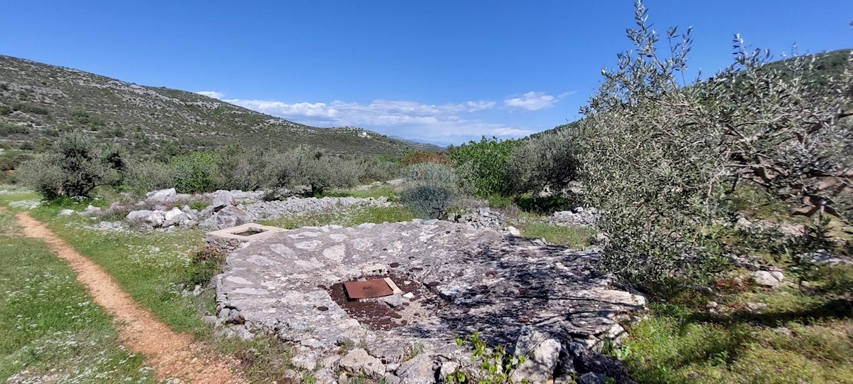 Uređeni Maslinik 17345 m2, Rogoznica