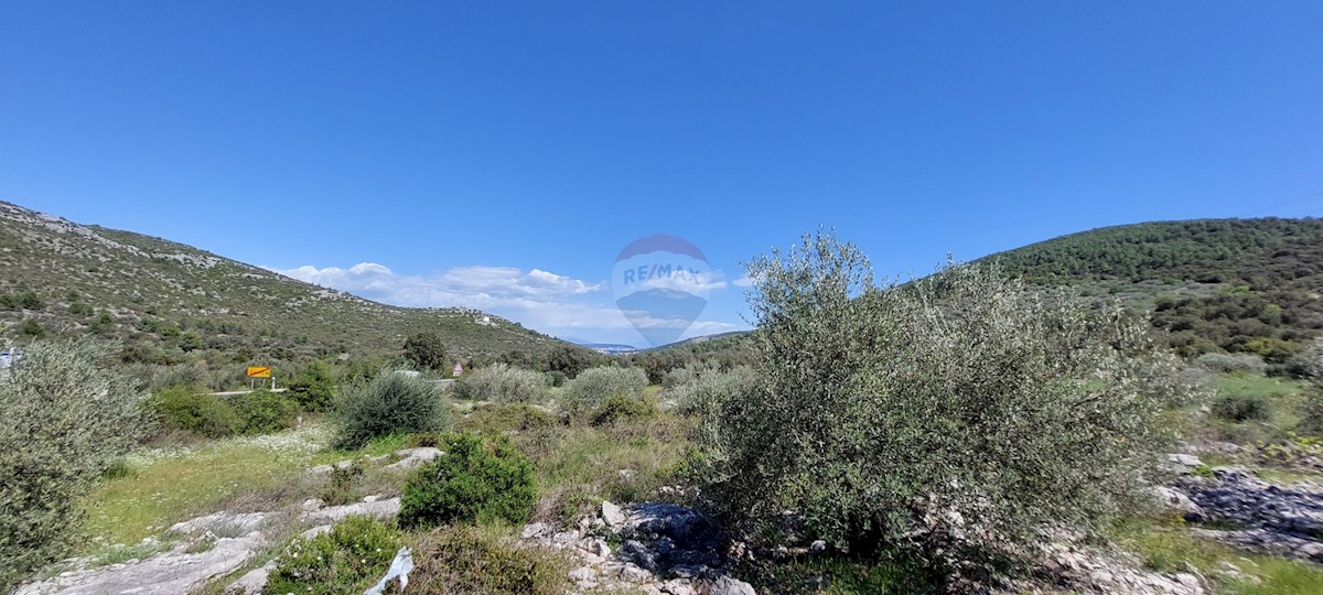 Uređeni Maslinik 17345 m2, Rogoznica