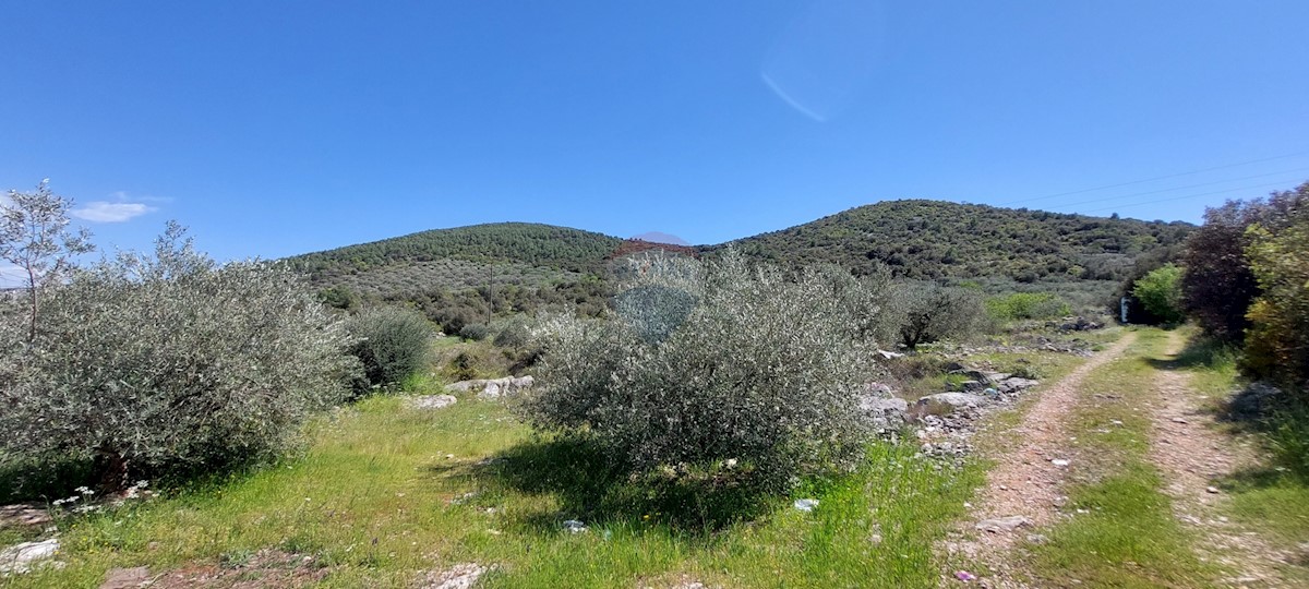 Uređeni Maslinik 17345 m2, Rogoznica