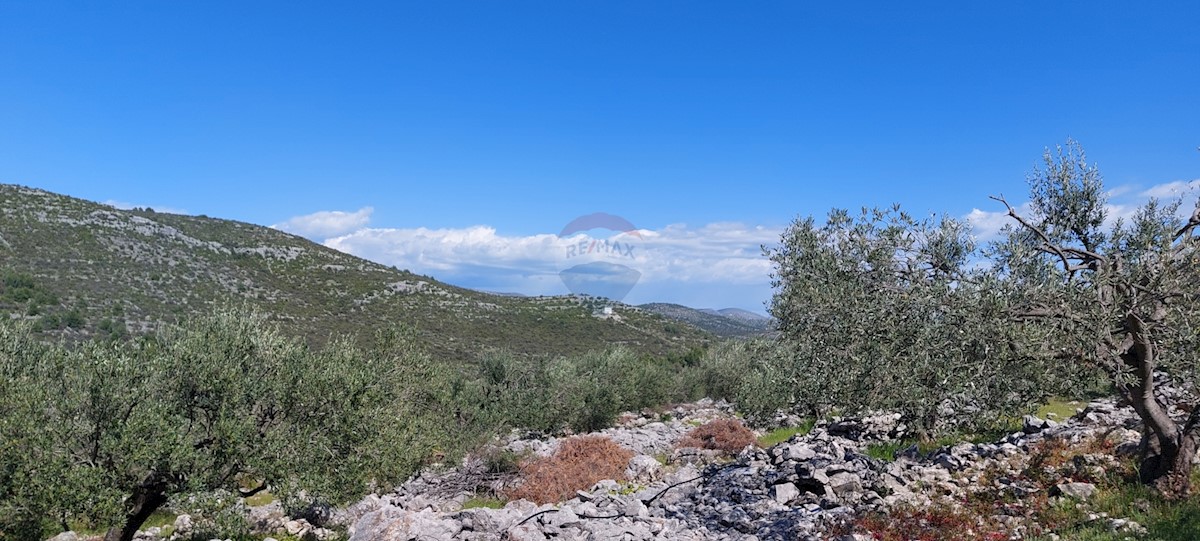 Uređeni Maslinik 17345 m2, Rogoznica