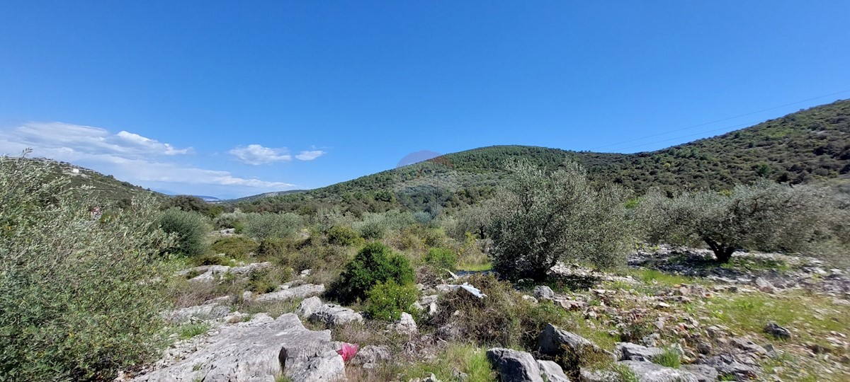 Uređeni Maslinik 17345 m2, Rogoznica