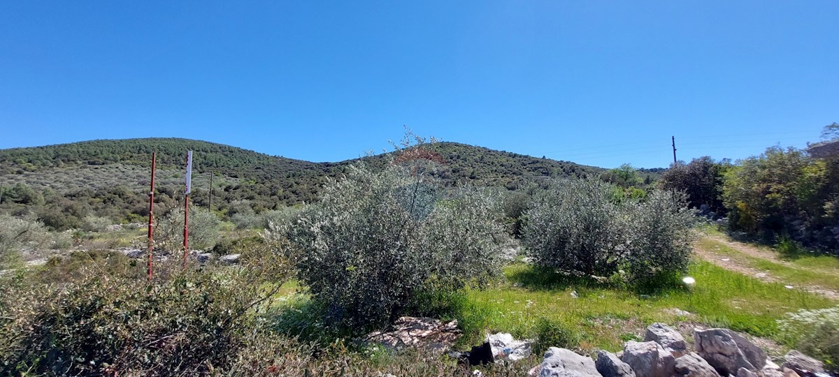 Uređeni Maslinik 17345 m2, Rogoznica