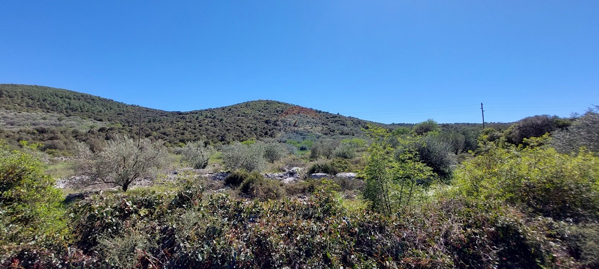 Uređeni Maslinik 17345 m2, Rogoznica