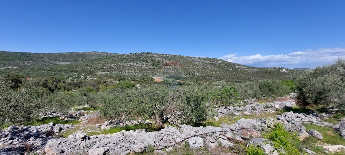 Uređeni Maslinik 17345 m2, Rogoznica