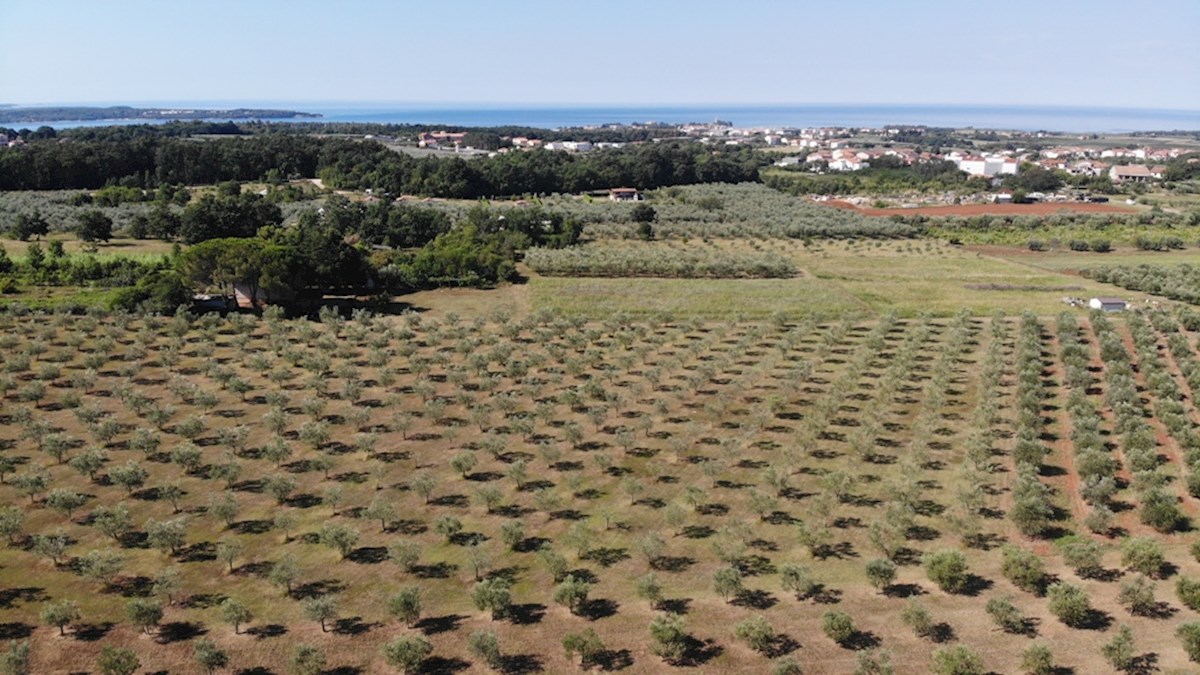 Nepremičnine Istra, prodaja oljčni nasad, Novigrad