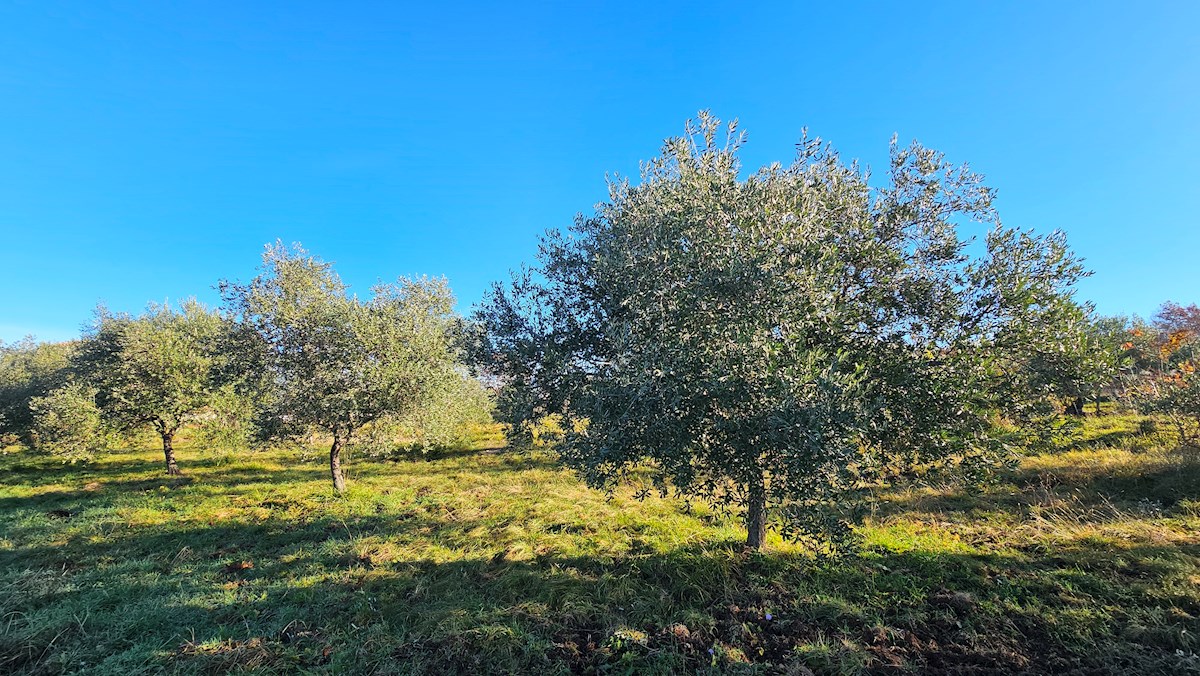 Moderen projekt na mirni lokaciji pri Bujah – zazidljivo zemljišče z idejnim projektom