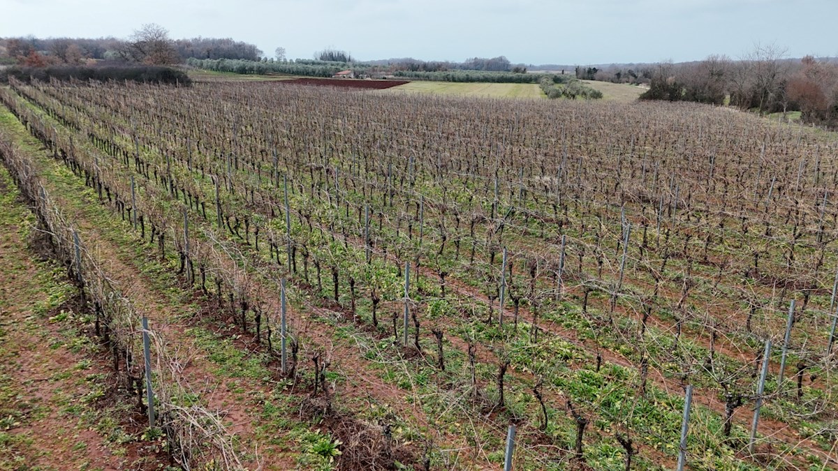 Istrski vinograd z značajem – 16.860 m² vrhunske zemlje pri Brtonigli