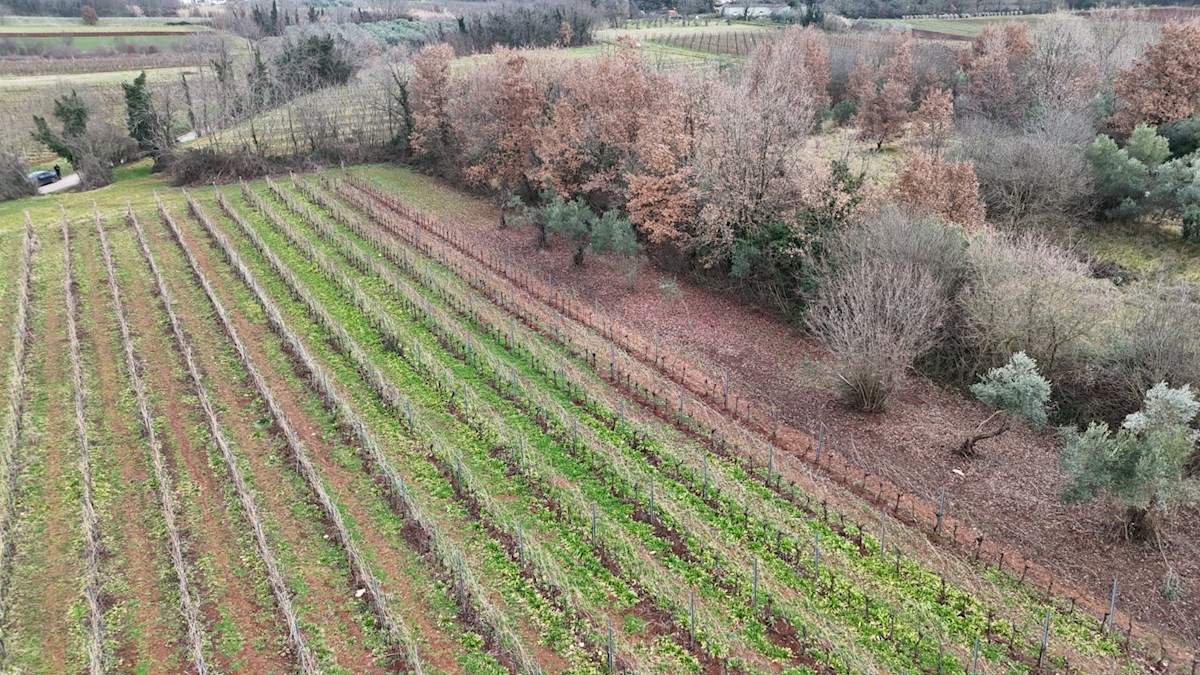 Istrski vinograd z značajem – 16.860 m² vrhunske zemlje pri Brtonigli