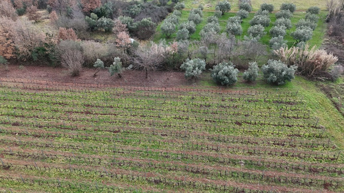 Istrski vinograd z značajem – 16.860 m² vrhunske zemlje pri Brtonigli