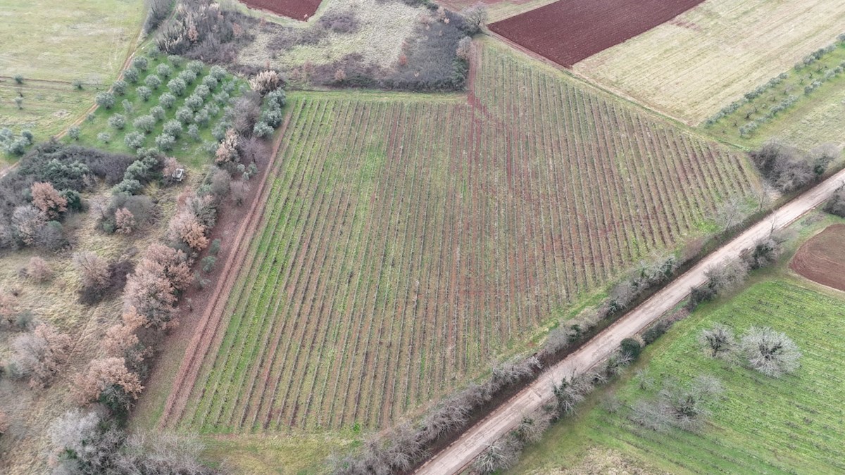 Istrski vinograd z značajem – 16.860 m² vrhunske zemlje pri Brtonigli