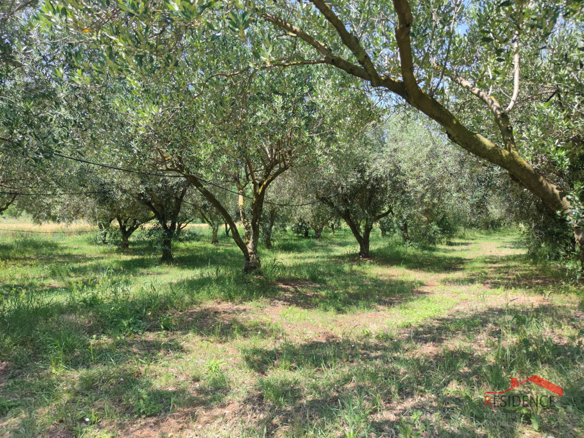 PULA- MONTE TURCO, OLJČNIK