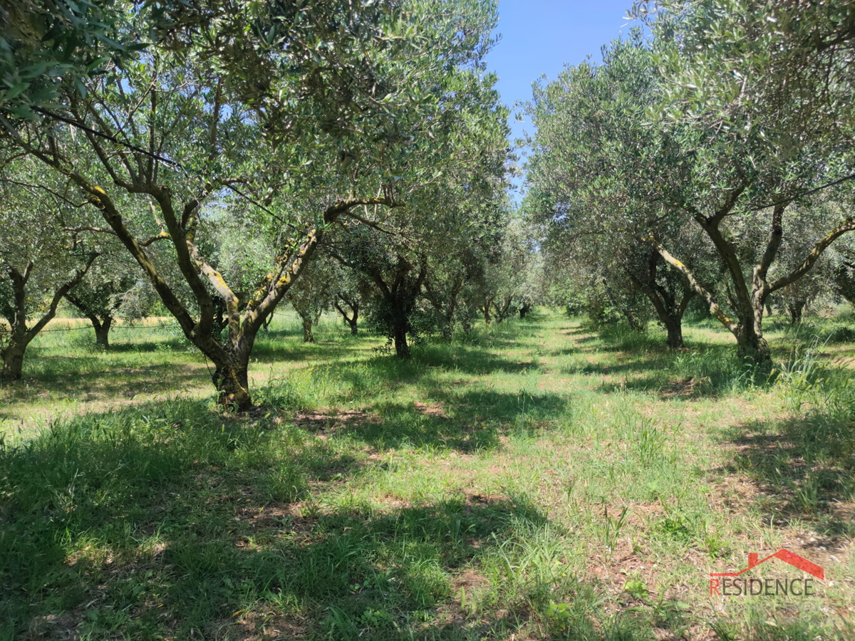 PULA- MONTE TURCO, OLJČNIK