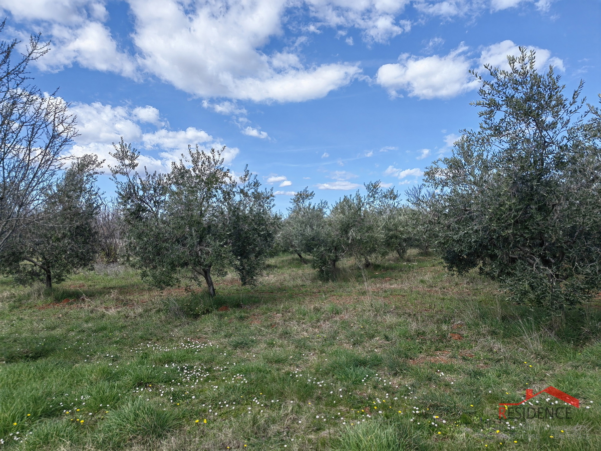 Vodnjan-Majmajola, oljčni nasad z ruševino in kažunom