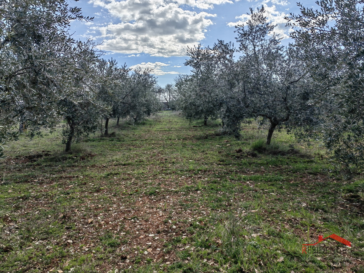 Vodnjan-Majmajola, oljčni nasad z ruševino in kažunom