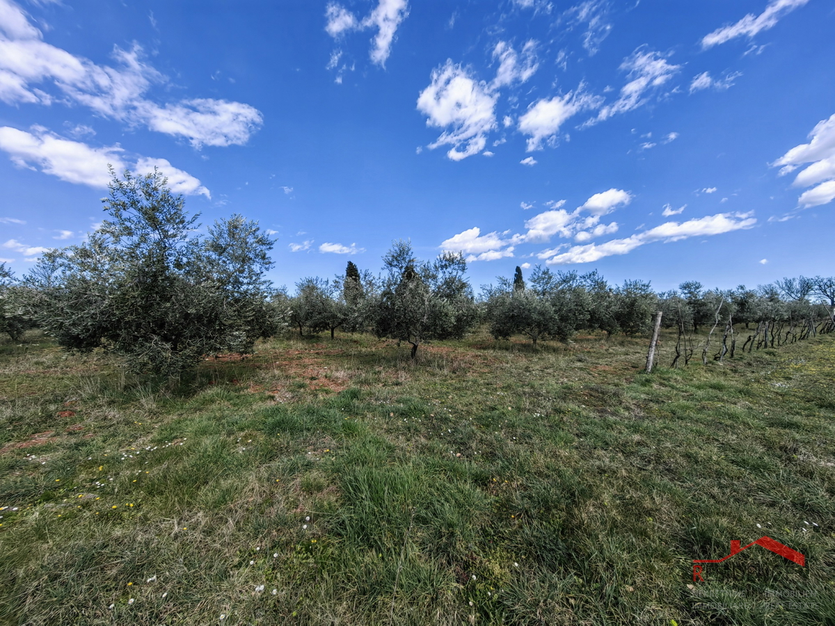 Vodnjan-Majmajola, oljčni nasad z ruševino in kažunom