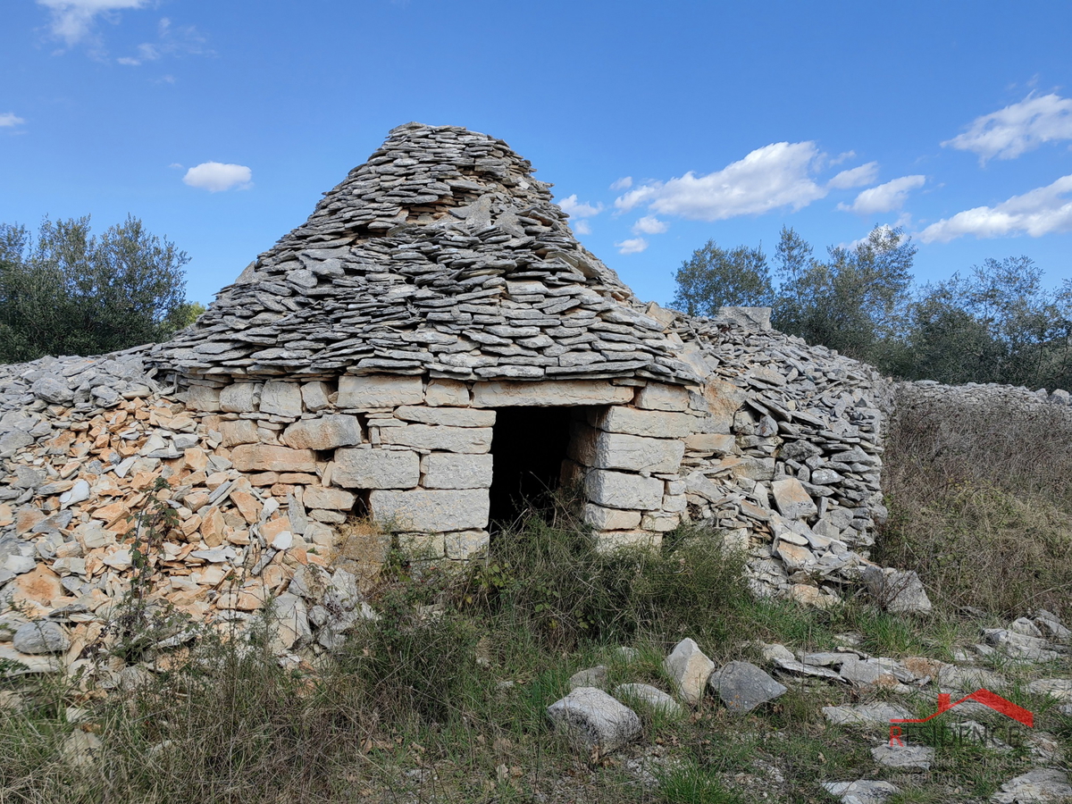 Vodnjan-Majmajola, oljčni nasad z ruševino in kažunom