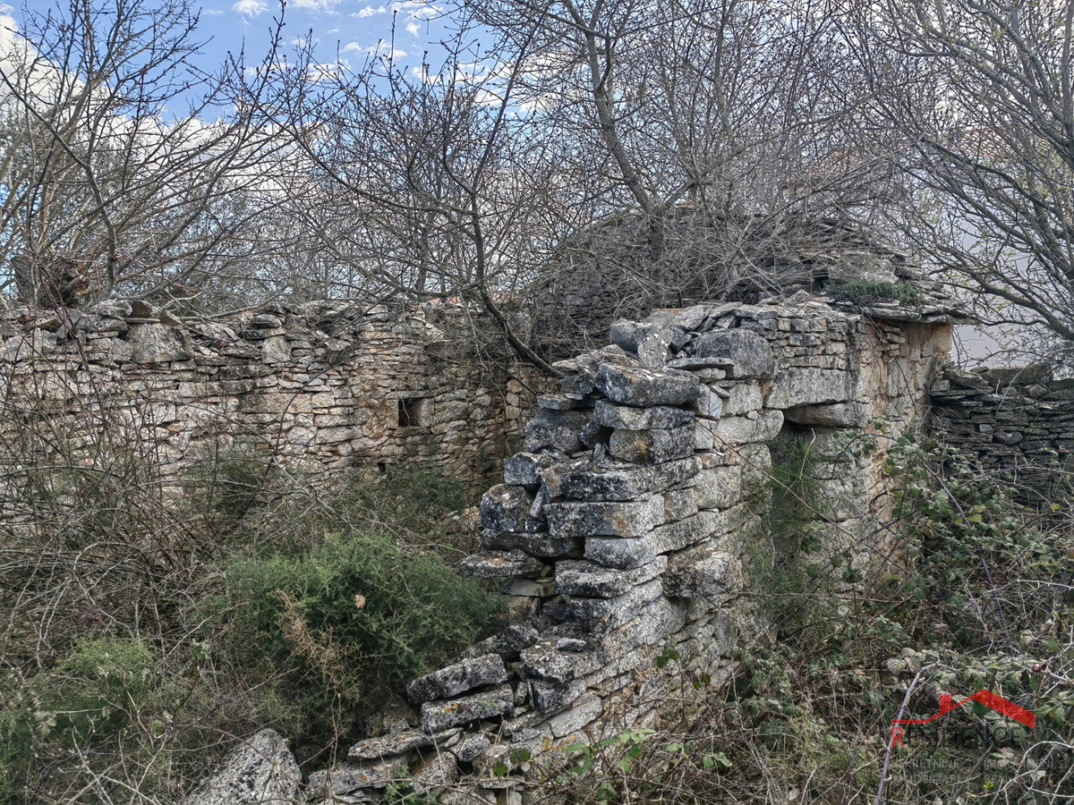 Vodnjan-Majmajola, oljčni nasad z ruševino in kažunom