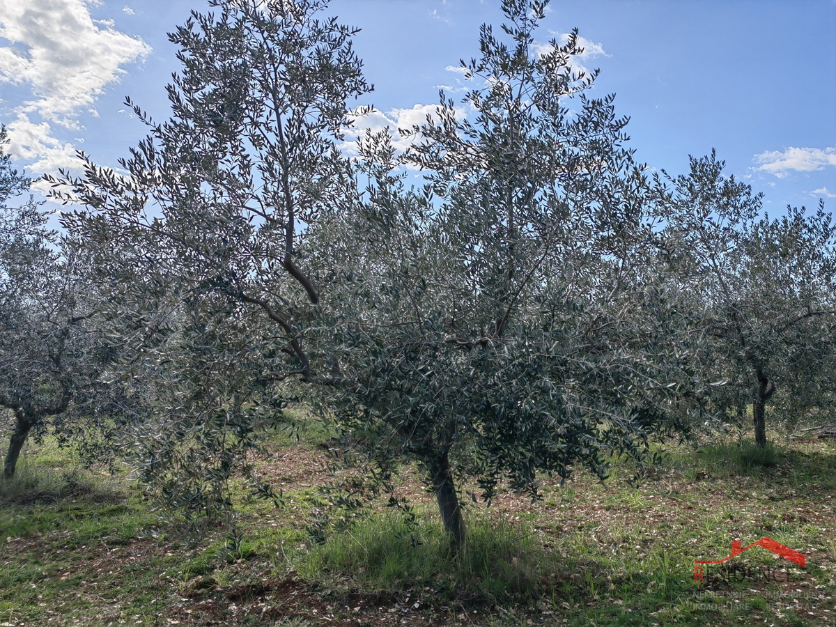 Vodnjan-Majmajola, oljčni nasad z ruševino in kažunom