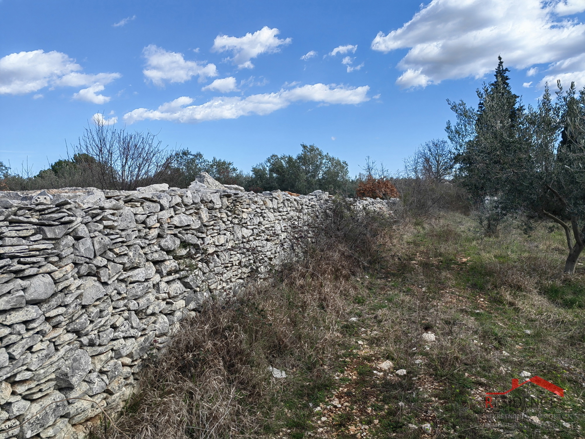 Vodnjan-Majmajola, oljčni nasad z ruševino in kažunom