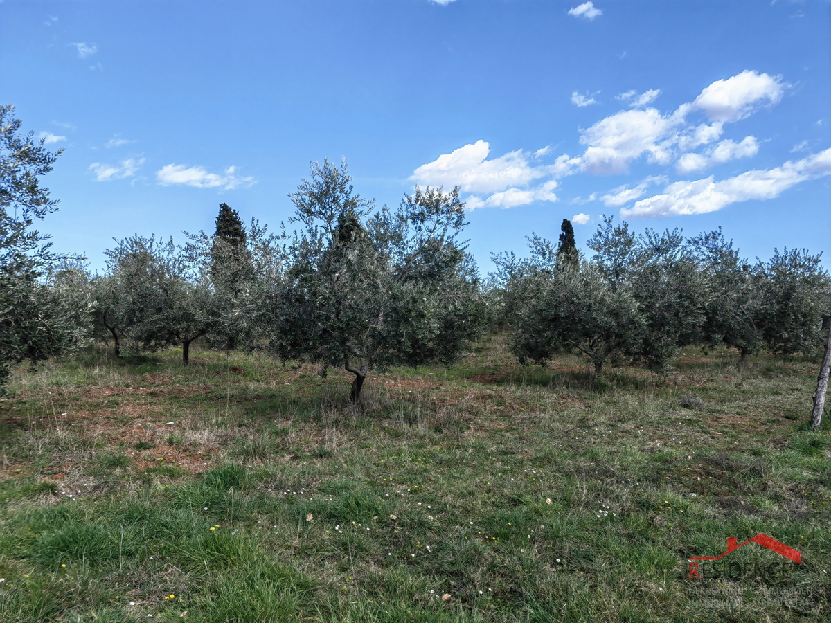 Vodnjan-Majmajola, oljčni nasad z ruševino in kažunom