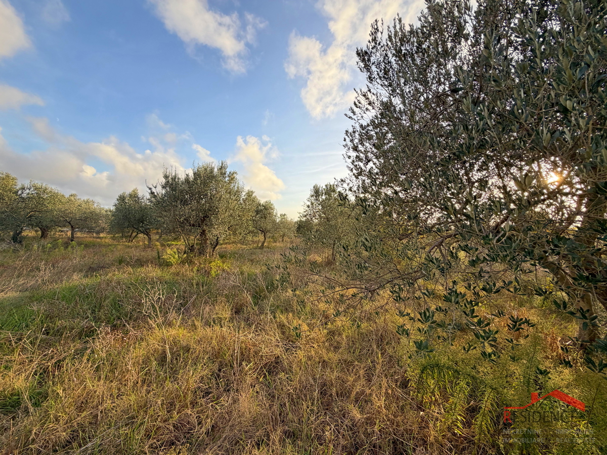 Vodnjan - Šalvela,  maslenik