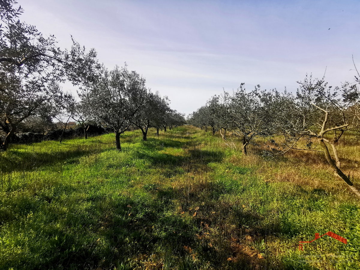 Vodnjan, kmetijsko zemljišče - oljčnik