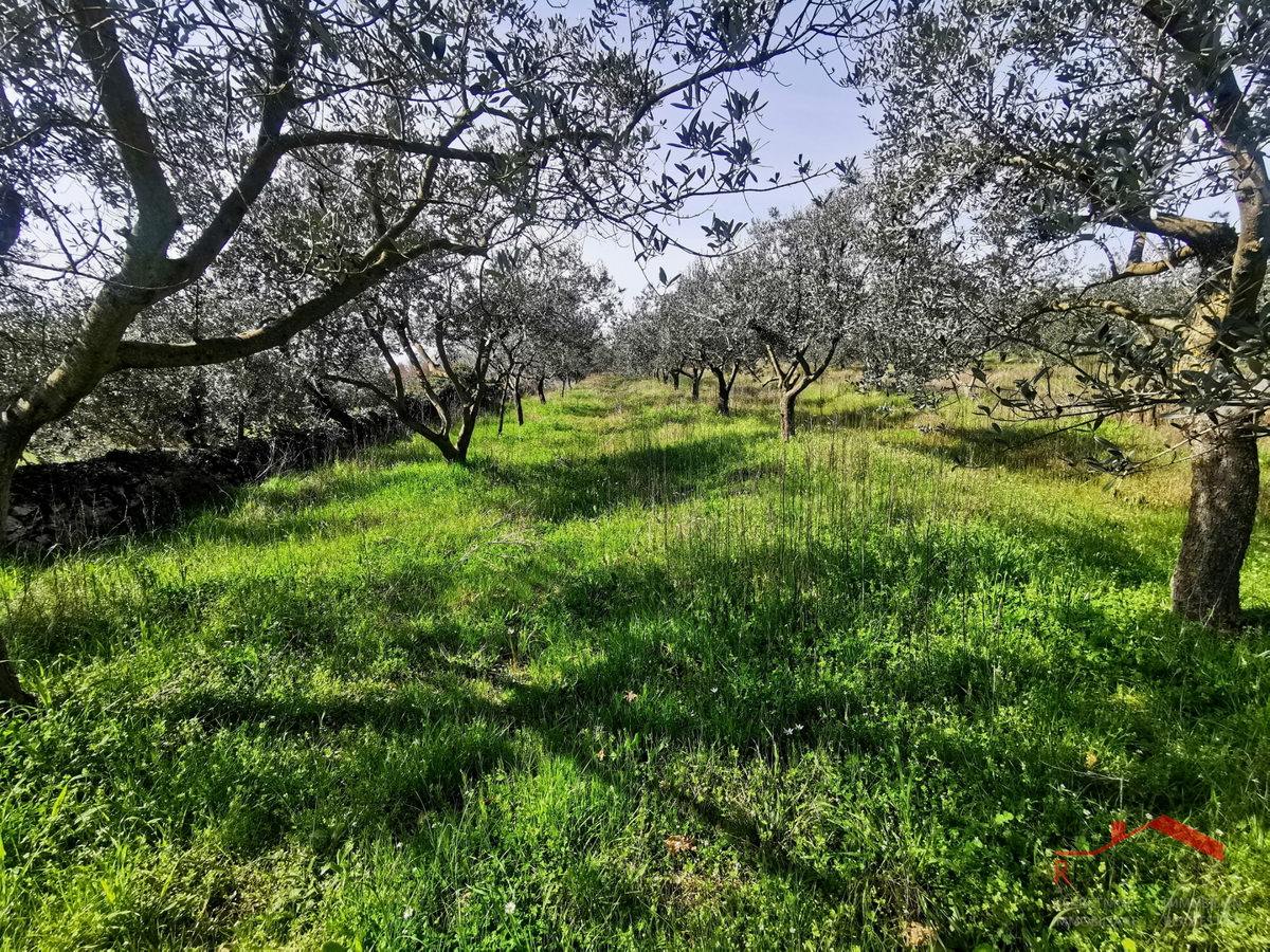 Vodnjan, kmetijsko zemljišče - oljčnik