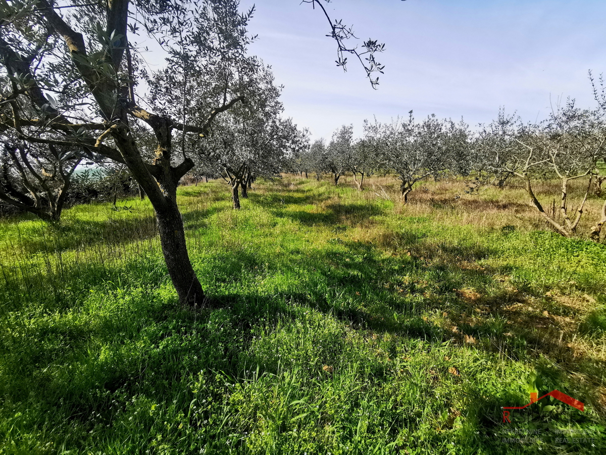 Vodnjan, kmetijsko zemljišče - oljčnik