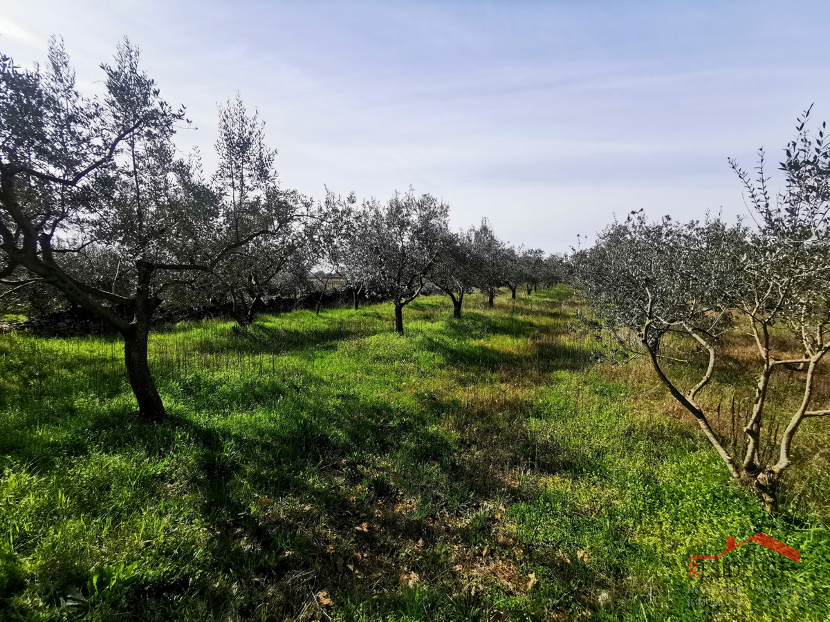 Vodnjan, kmetijsko zemljišče - oljčnik
