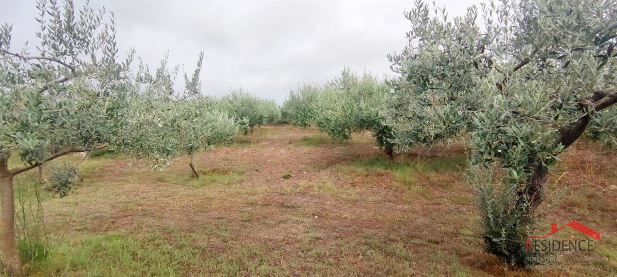 Oljčni nasad v Pomeru