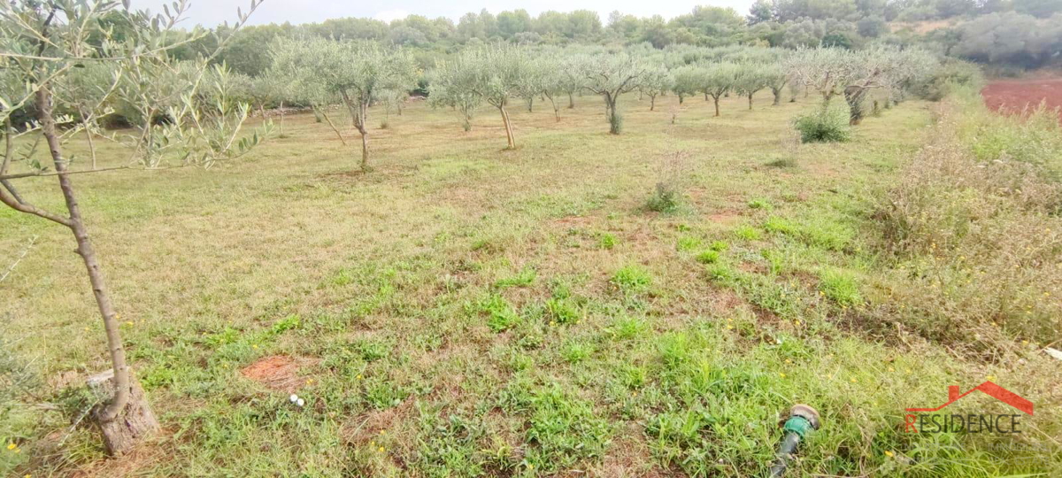 Oljčni nasad v Pomeru