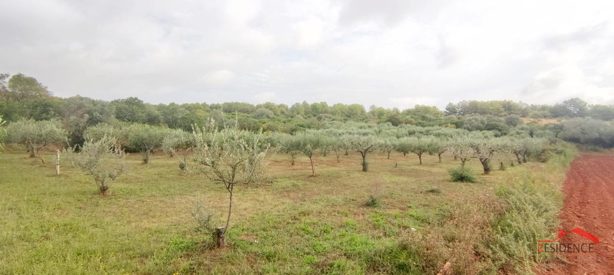 Oljčni nasad v Pomeru