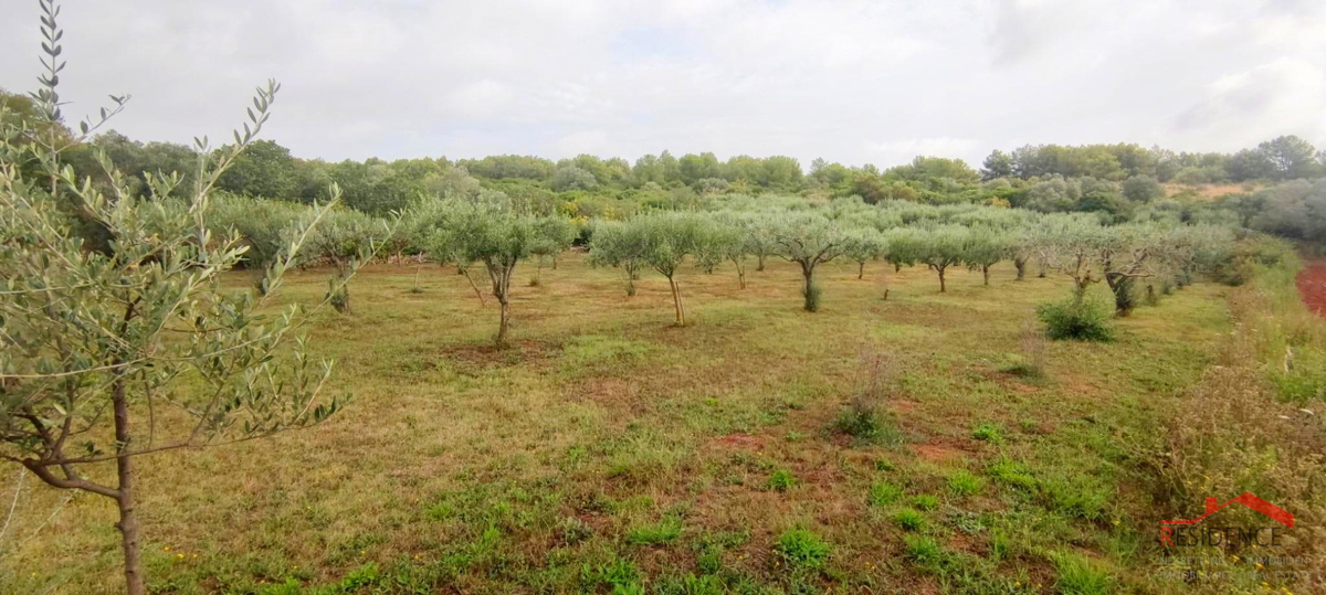 Oljčni nasad v Pomeru