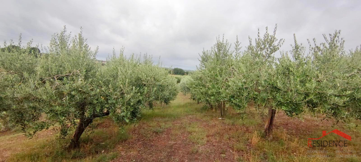 Oljčni nasad v Pomeru