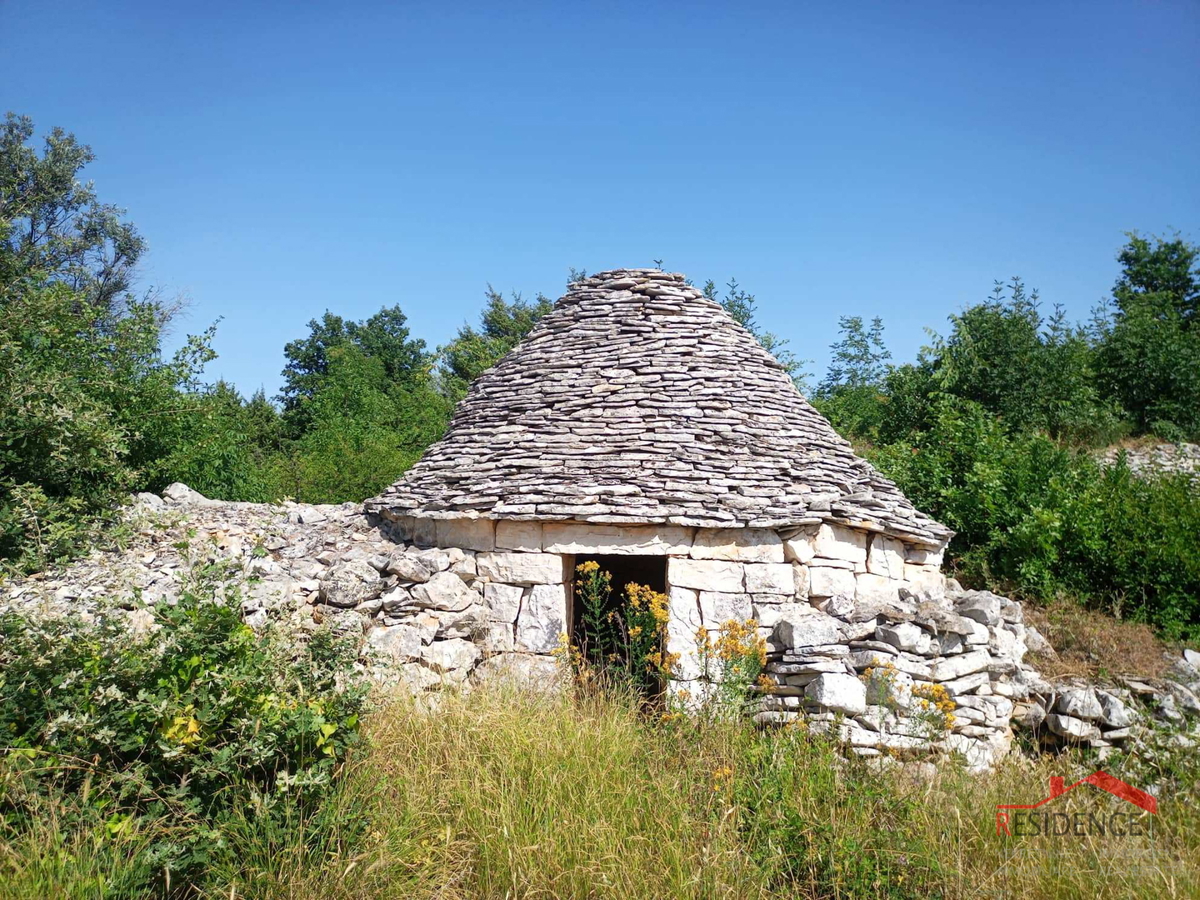 Oljčni nasad v Vodnjanu-Šalvela