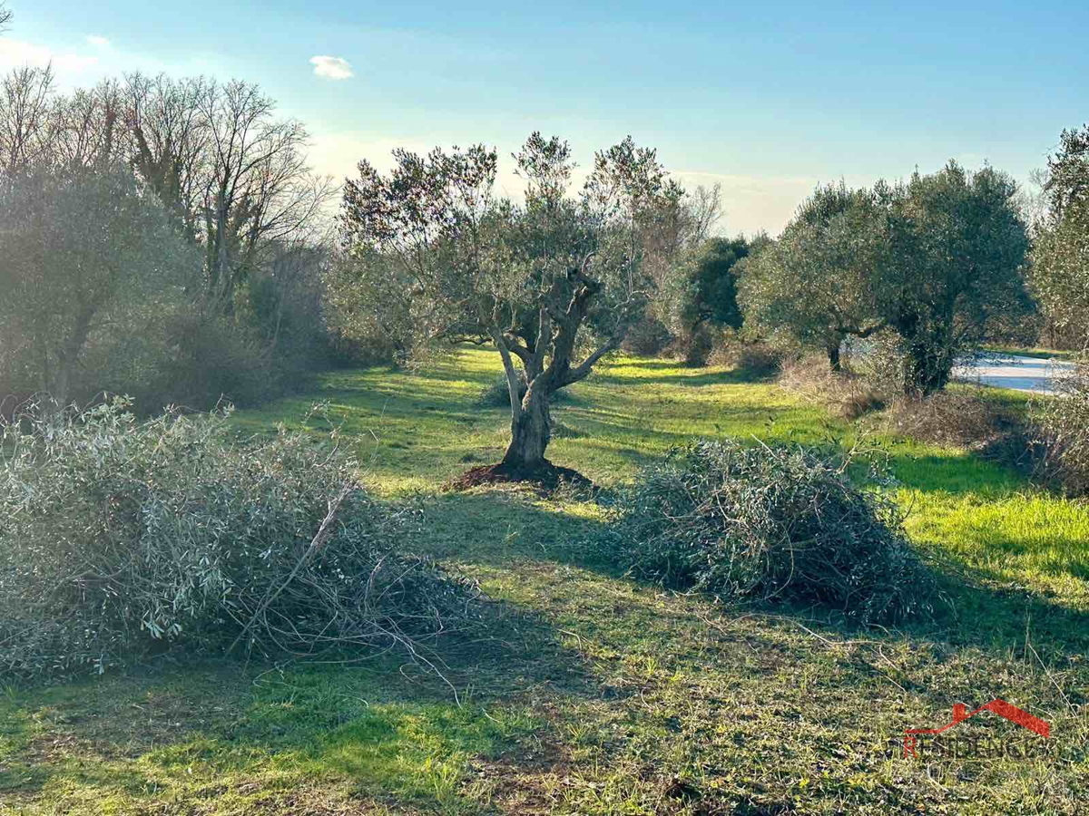 Bale, lep oljčni nasad ob cesti