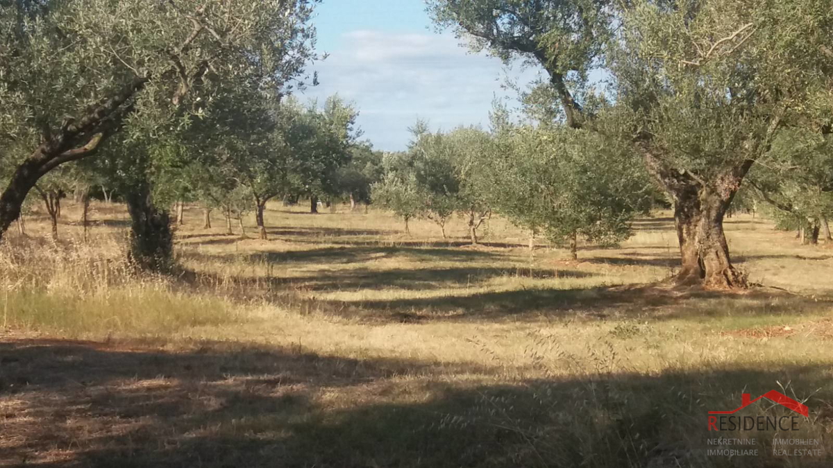 Fažana, kmetijsko zemljišče