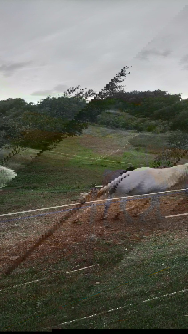 OGROMNA POSEST - ZA INVESTICIJO, TURISTIČNE NAMENE