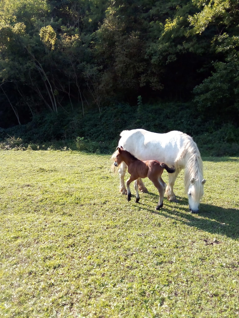 OGROMNA POSEST - ZA INVESTICIJO, TURISTIČNE NAMENE