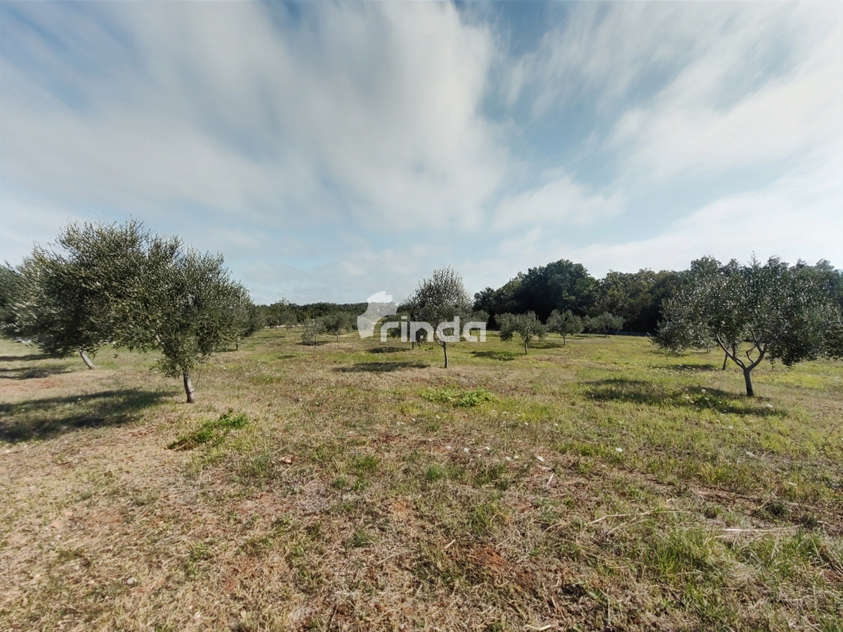 Velika kmetijska posest - Vodnjan - 13.841 m2