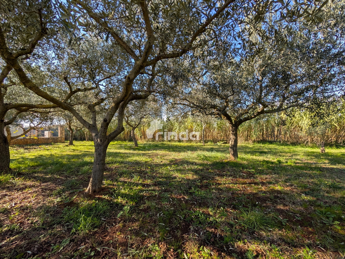 Velika posest na obrobju Rovinja - 125 m2 + (4550 m2)