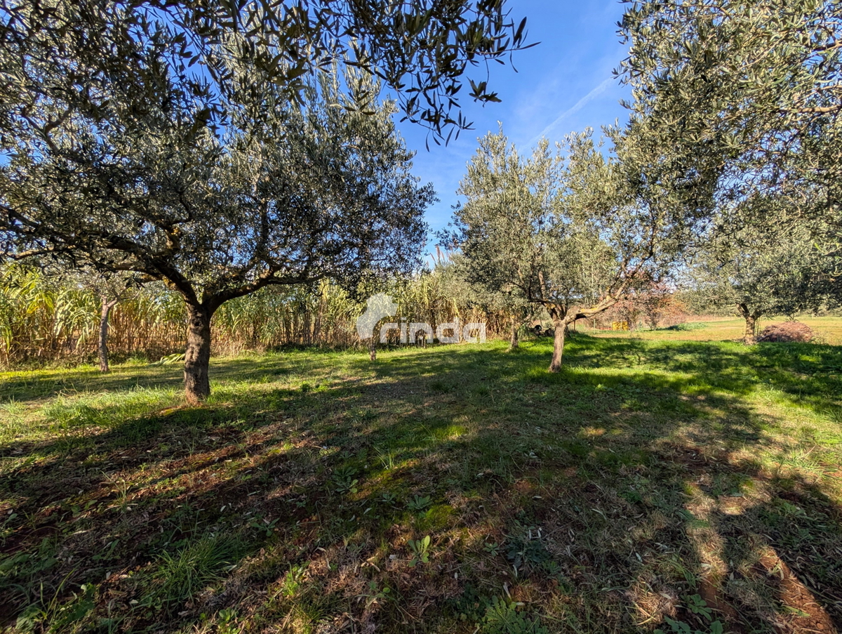 Velika posest na obrobju Rovinja - 125 m2 + (4550 m2)