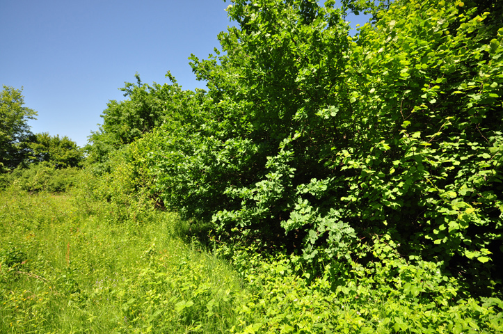 Kmetijska zemljišča v Kerestincu