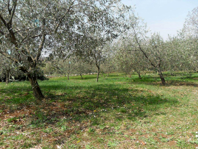 Zemljišče s staro kamnito hišo