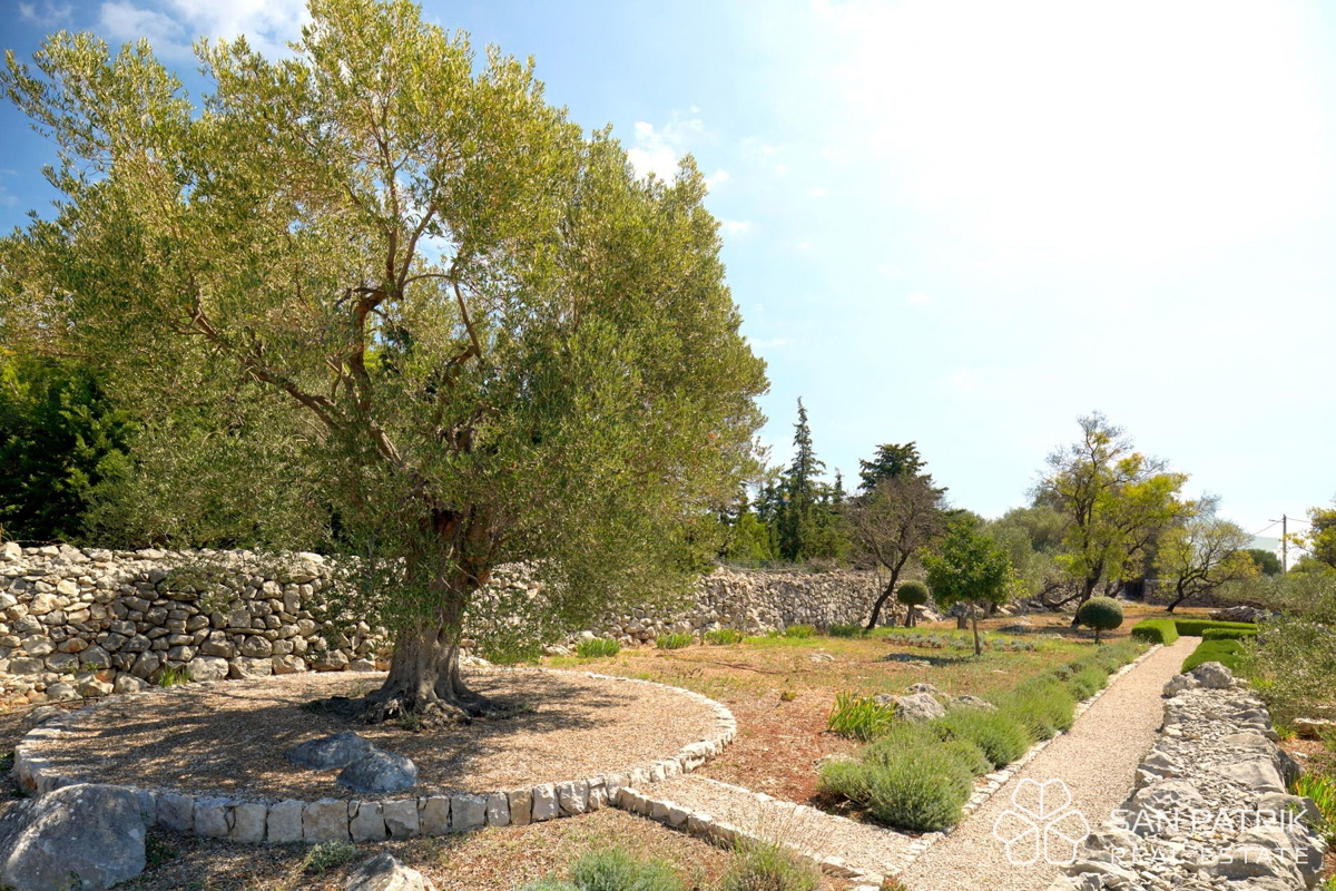 AVTOHTONA VILA MED TISOČLETNIMI OLJKAMI NA OTOKU PAG