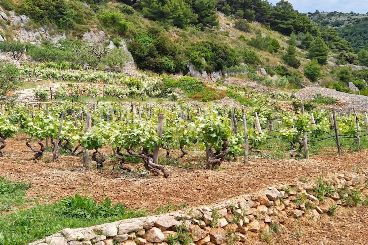 Kmetijsko zemljišče s hišo in odprtim razgledom, Brač